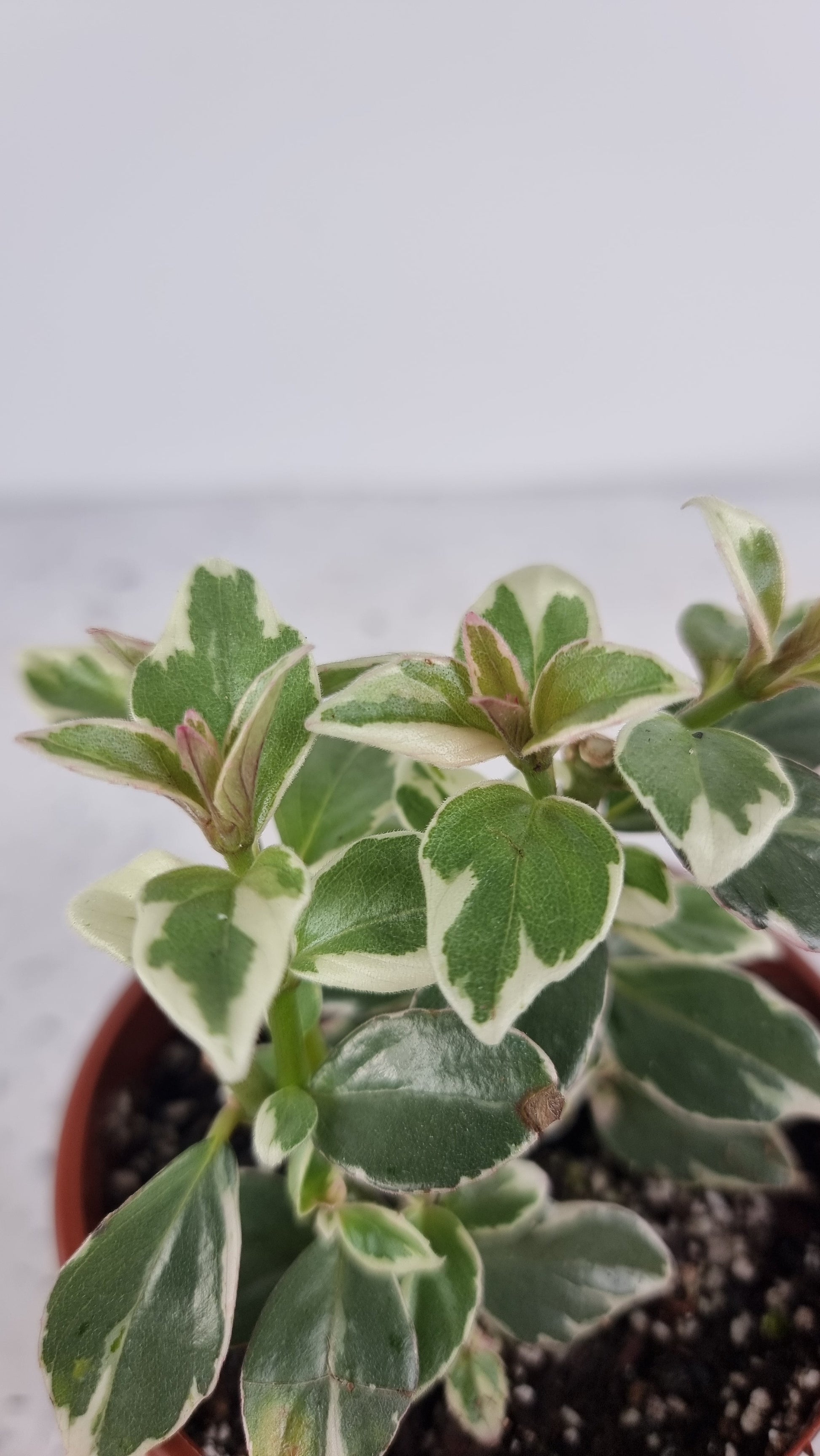 Columnea hirta variegata - Goldfish Plant Plants Root'd Plants 