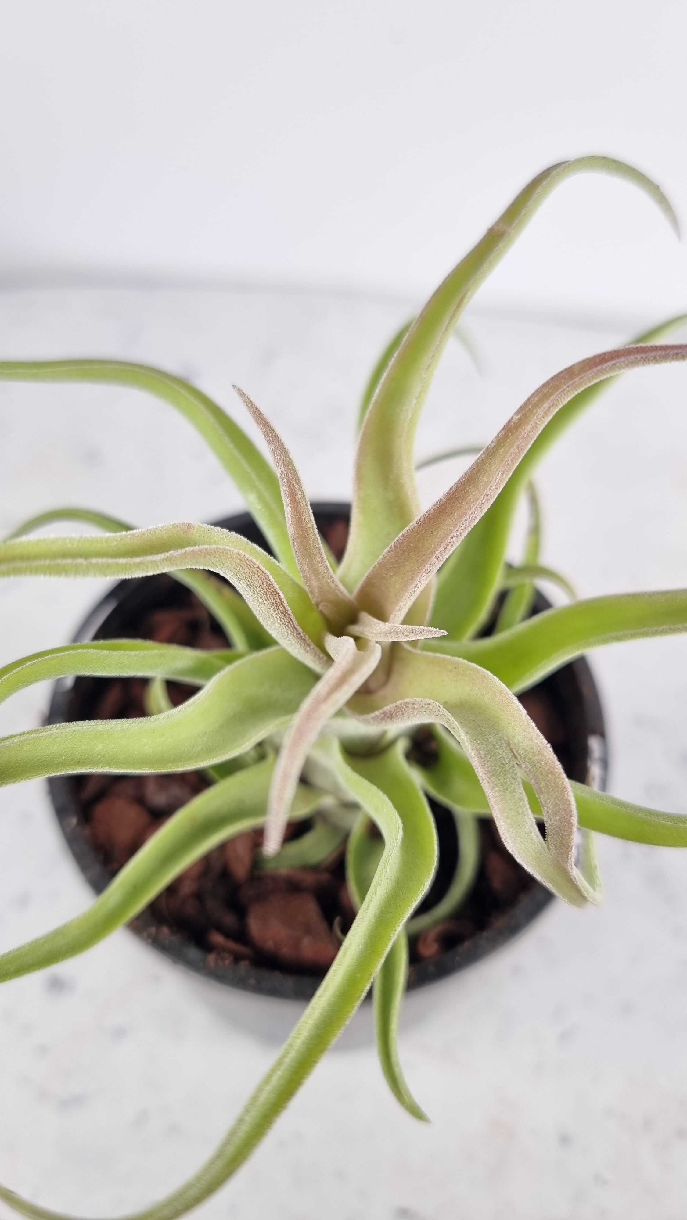 Tillandsia streptophylla - Air Plant Root'd Plants 