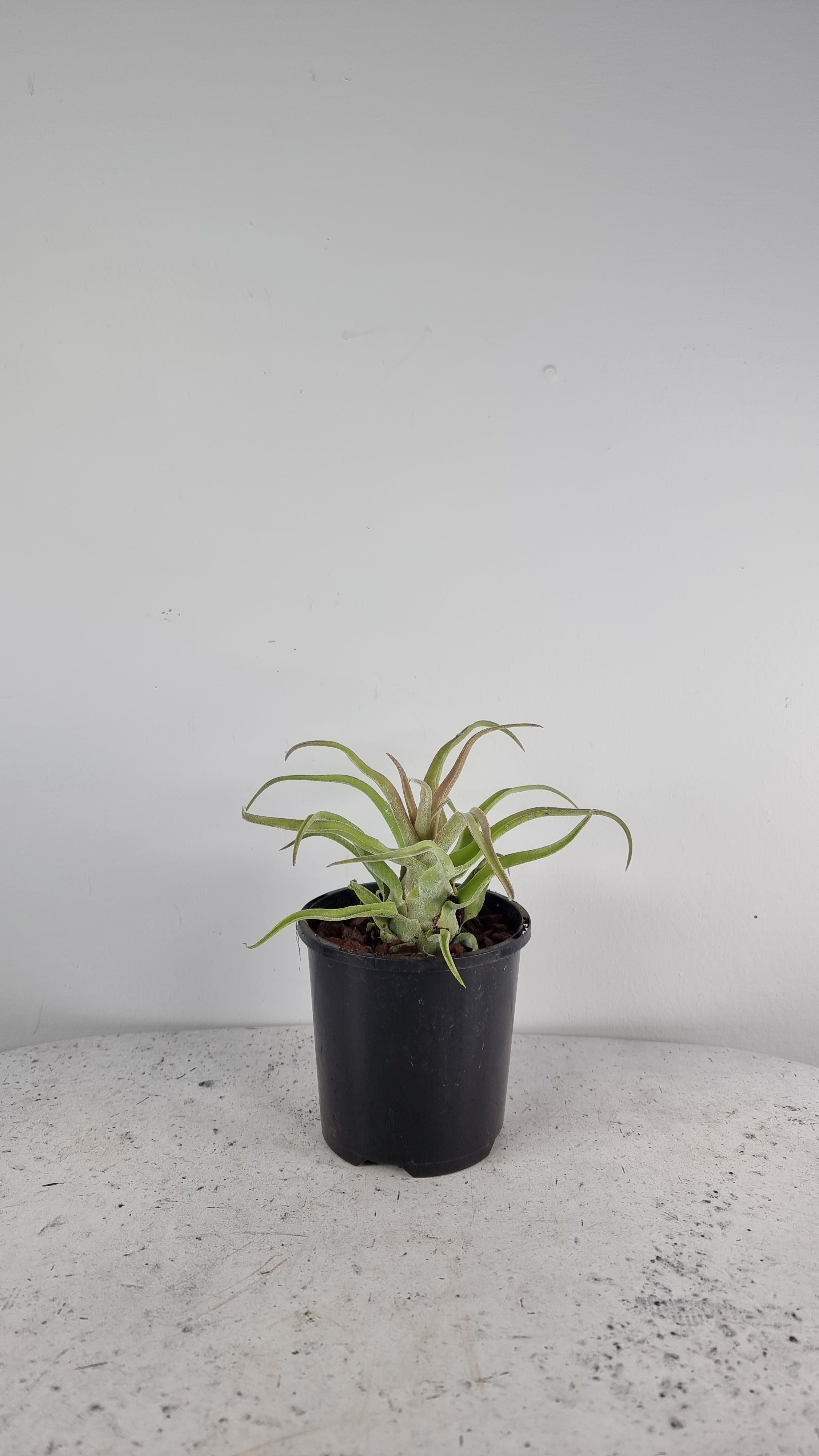 Tillandsia streptophylla - Air Plant Root'd Plants 100mm (Small) 