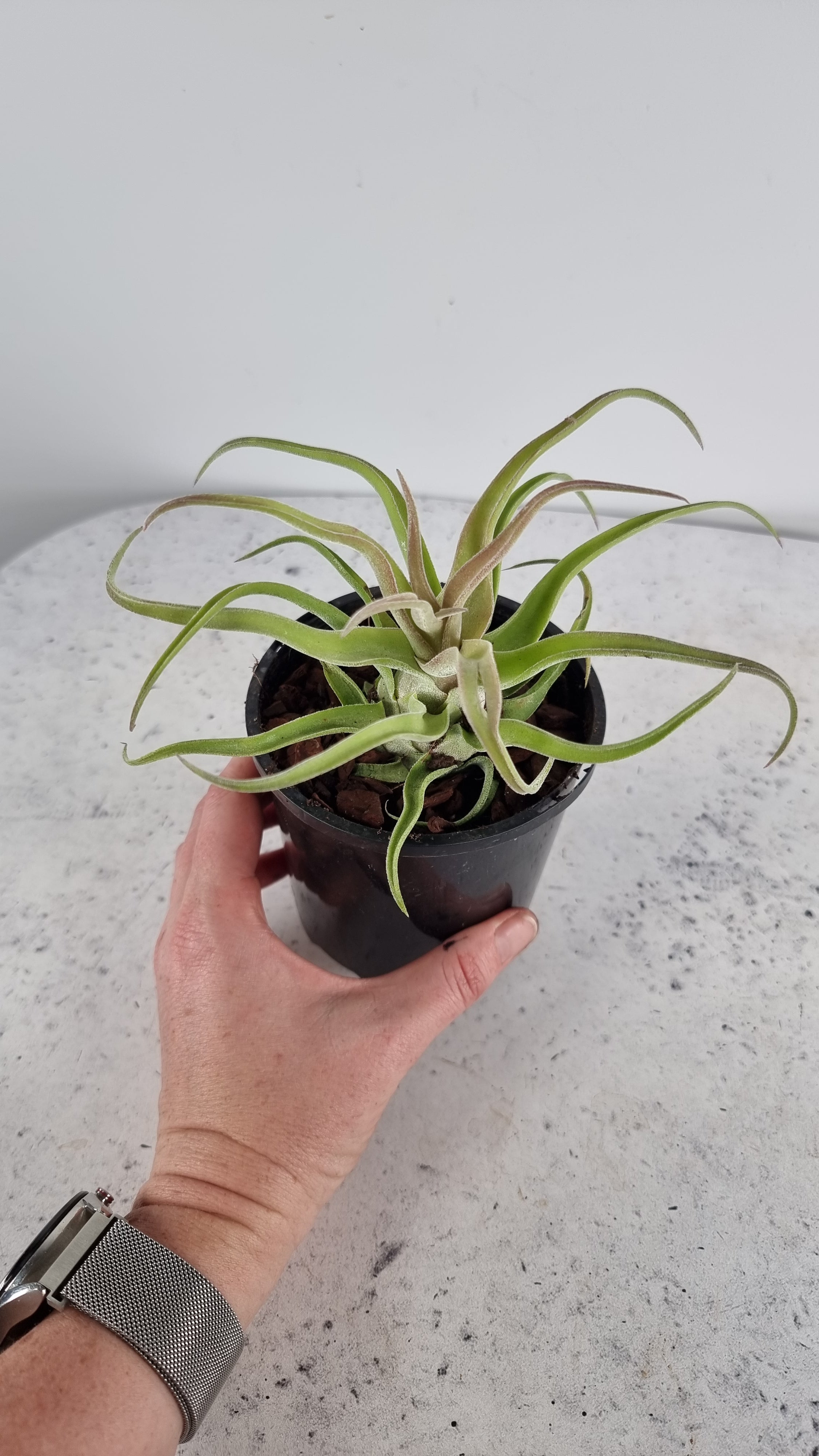 Tillandsia streptophylla - Air Plant Root'd Plants 