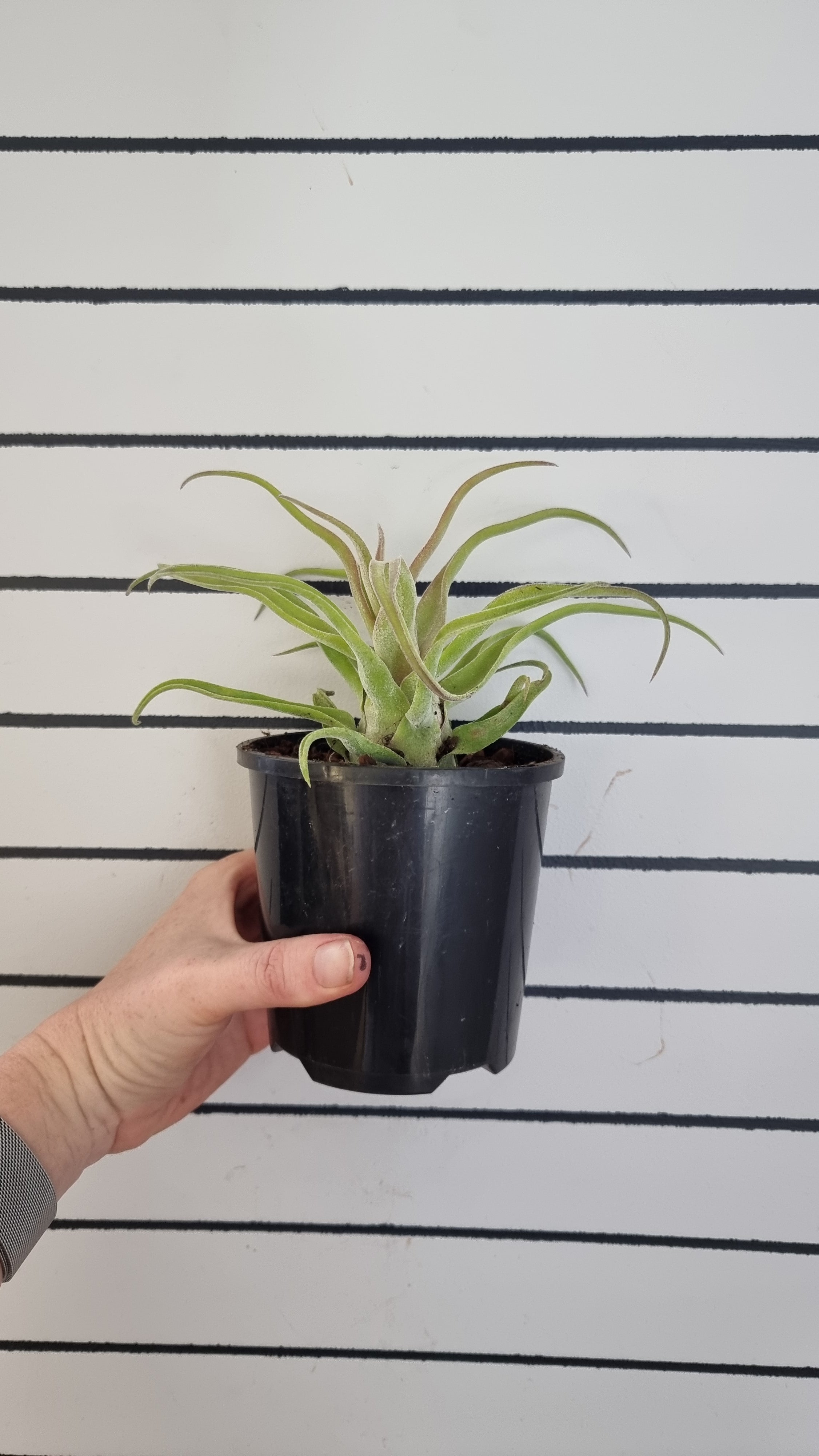 Tillandsia streptophylla - Air Plant Root'd Plants 