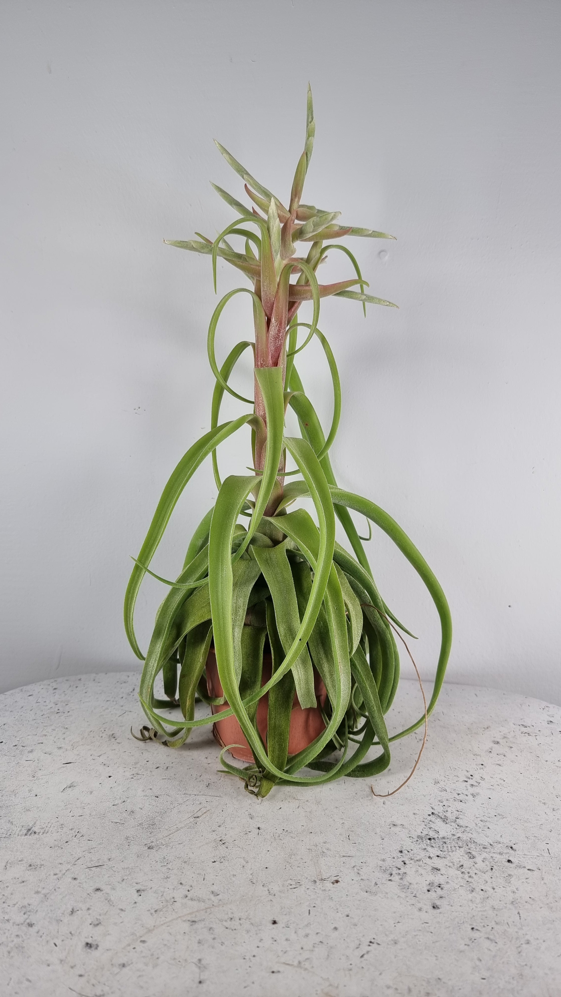 Tillandsia streptophylla - Air Plant Root'd Plants 100mm hanging (Large) 