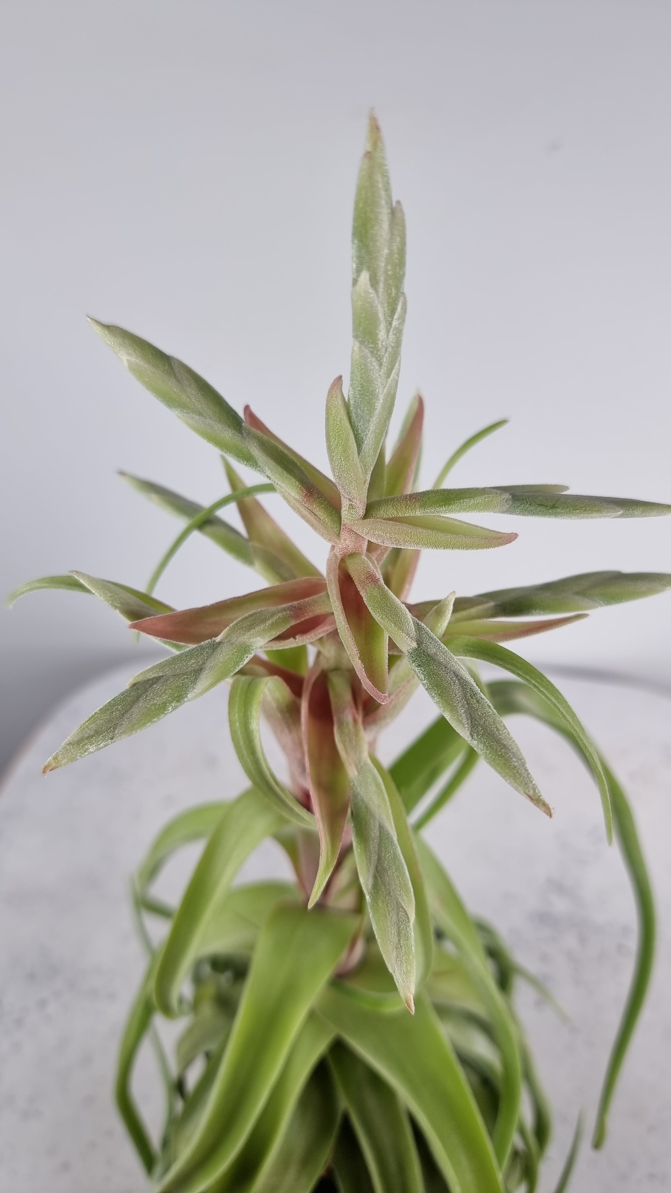 Tillandsia streptophylla - Air Plant Root'd Plants 