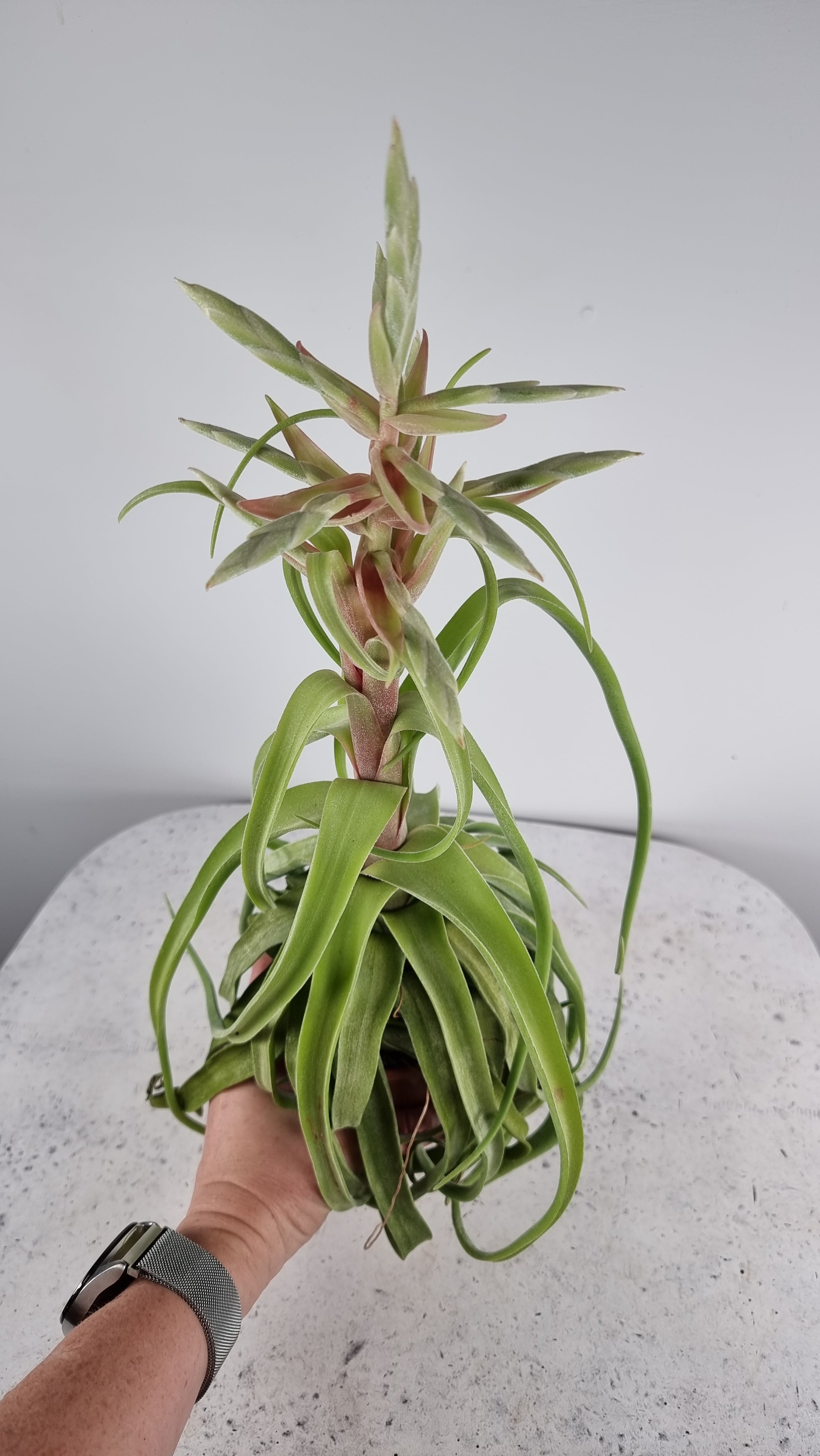 Tillandsia streptophylla - Air Plant Root'd Plants 