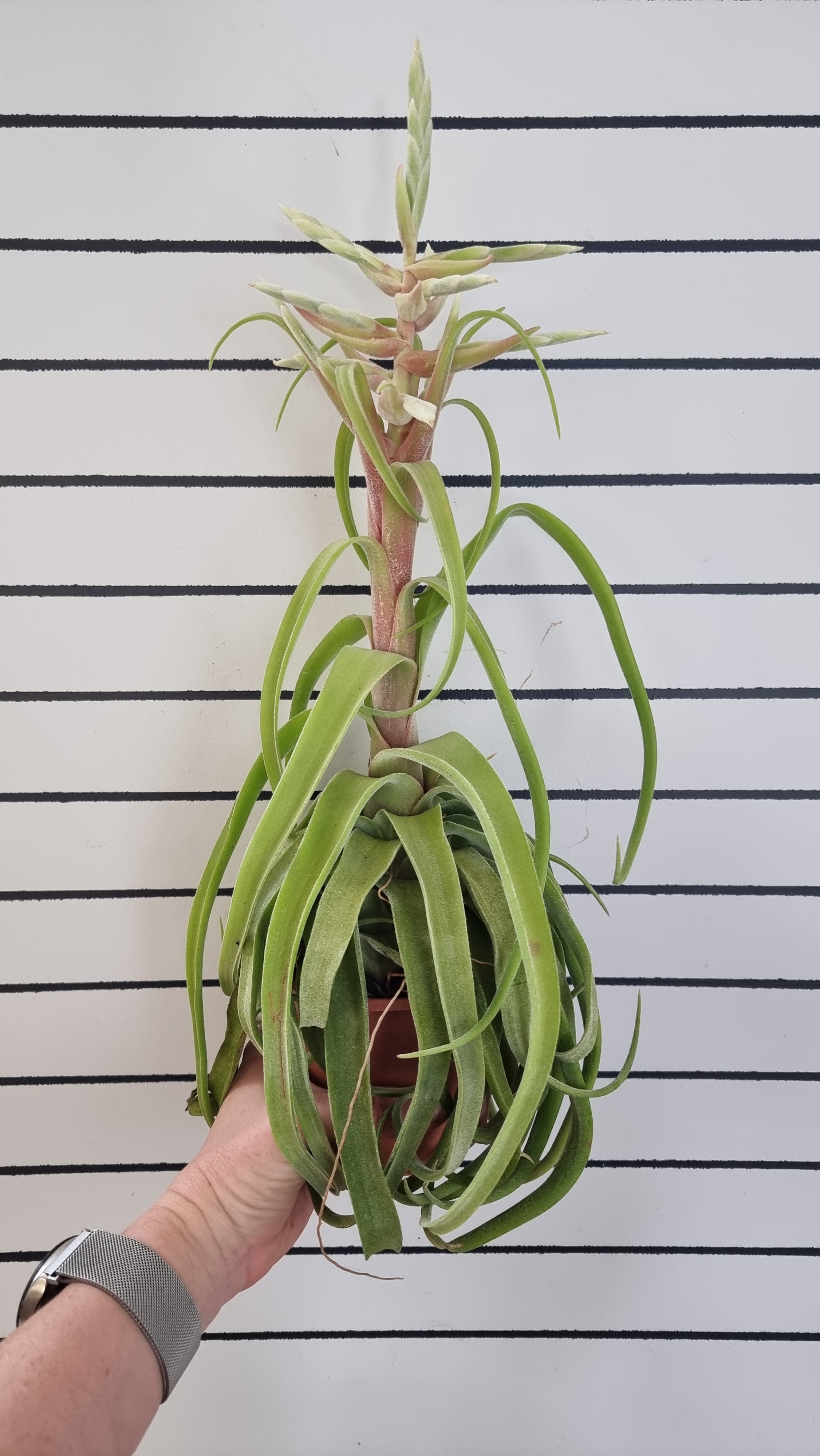 Tillandsia streptophylla - Air Plant Root'd Plants 