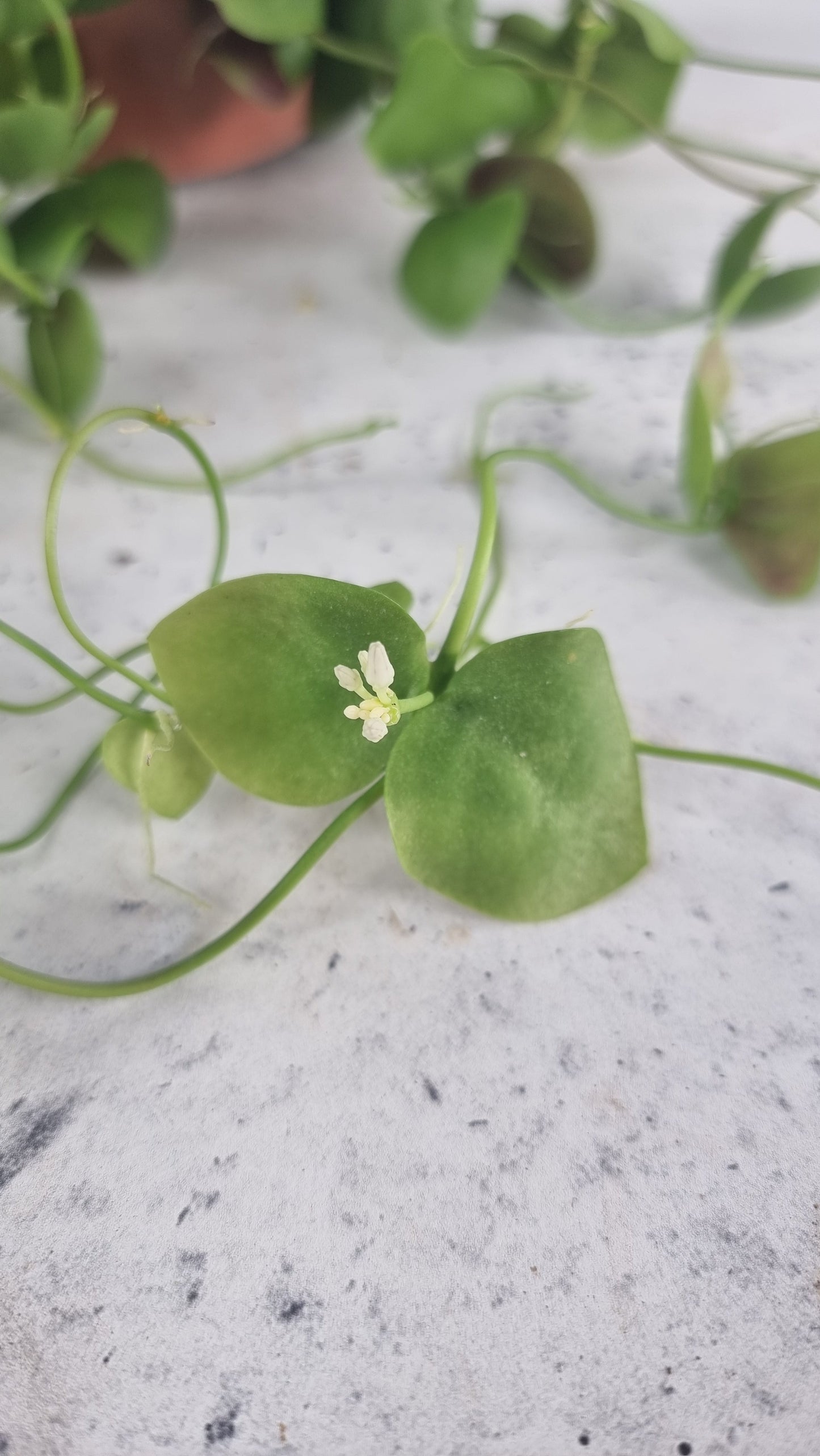 Dischidia platyphylla 'Solomon islands' Root'd Plants 