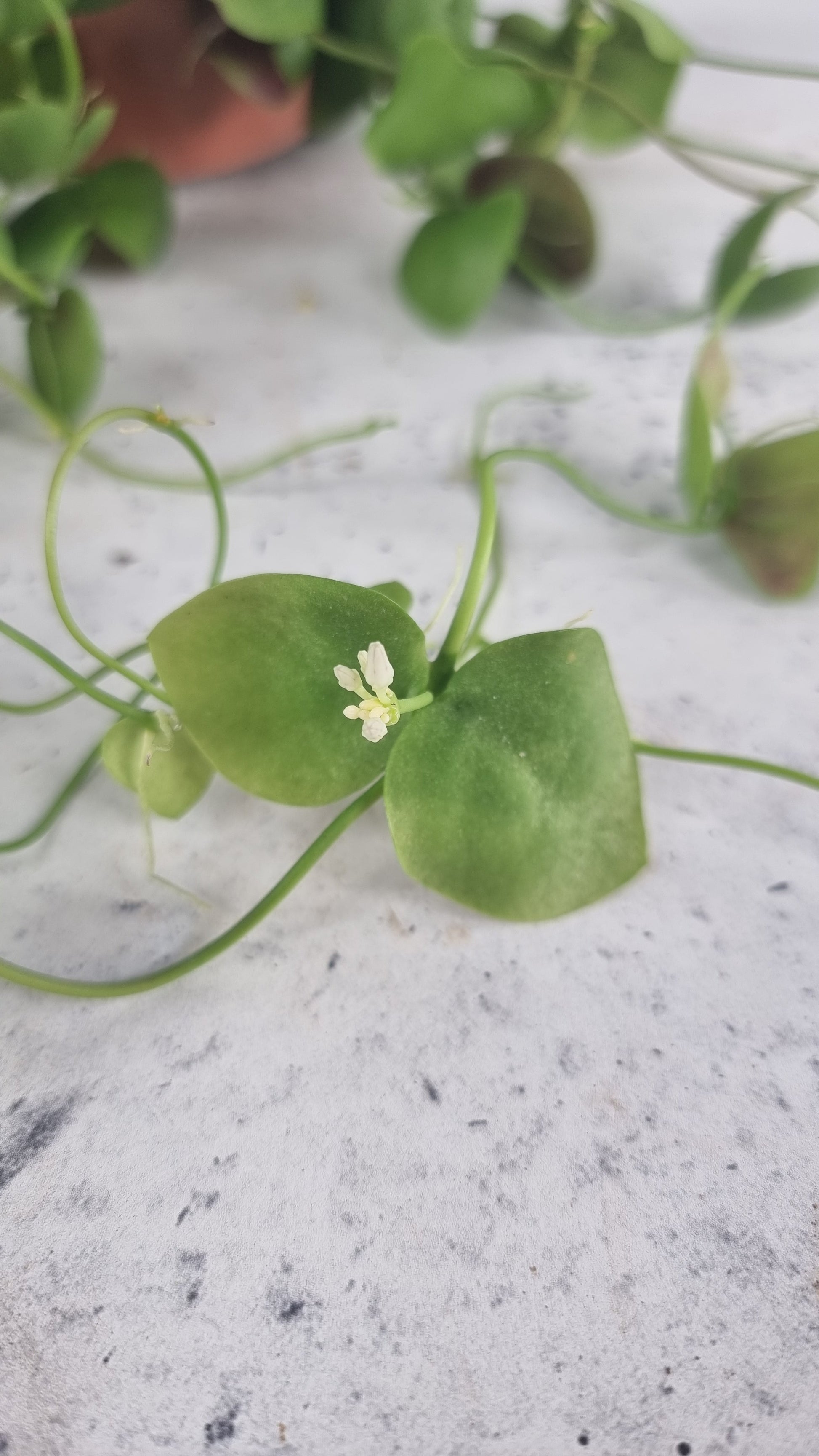 Dischidia platyphylla 'Solomon islands' Root'd Plants 
