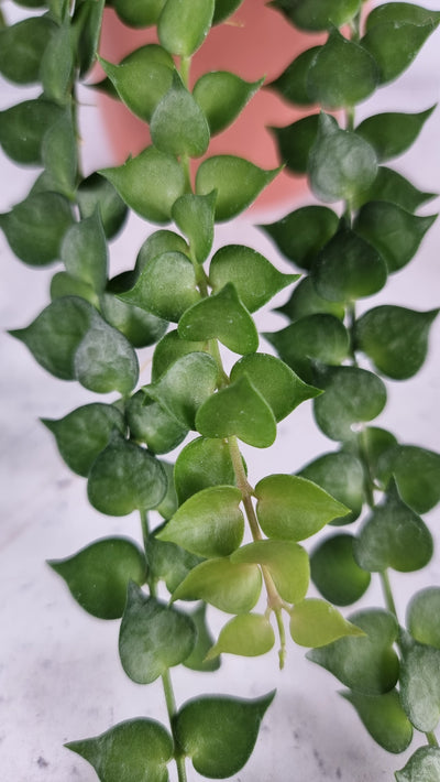 Dischidia ruscifolia - Million Hearts Plant Root'd Plants 