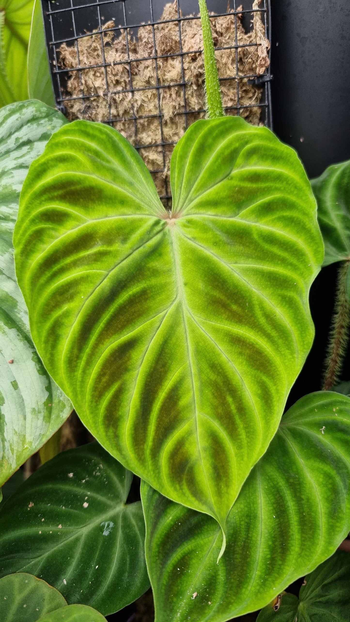 Philodendron verrucosum - Climbing Aroid Root'd Plants 