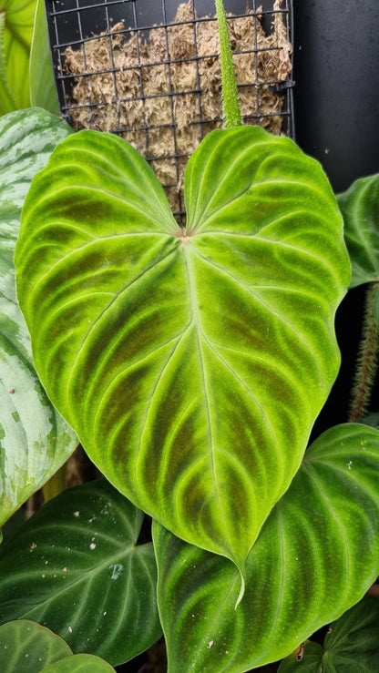 Philodendron verrucosum - Climbing Aroid Root'd Plants 