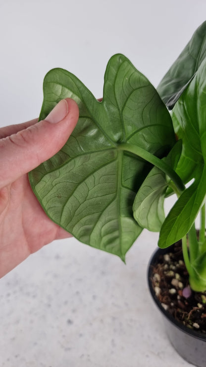 Alocasia hybrid 'Lukiwan' Root'd Plants 