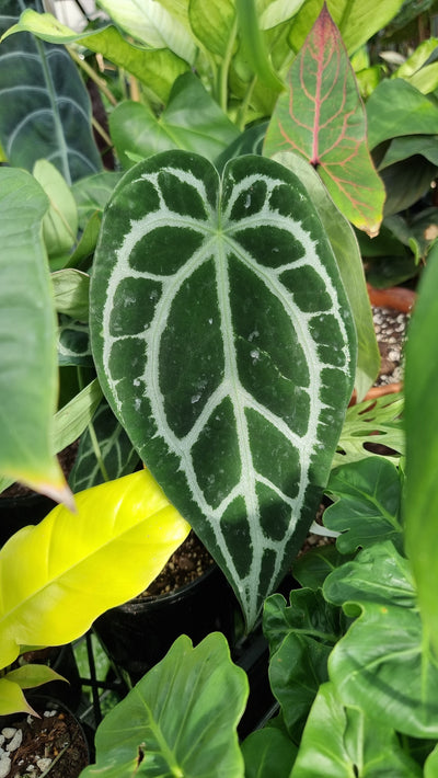 Anthurium crystallinum x warocqueanum - Velvet Leaf Root'd Plants 