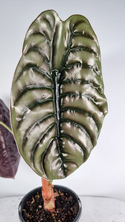 Alocasia cuprea ‘Red Secret’ - Mirror plant, Elephant ear. Potted Houseplants Root'd Plants 