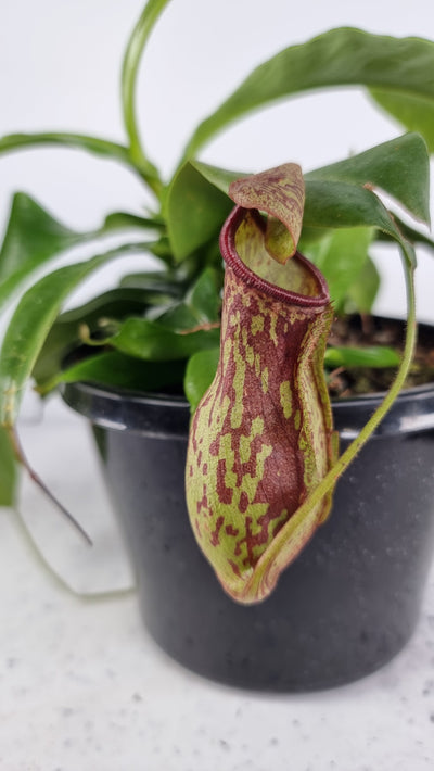 Nepenthes sp. - Hanging Pitcher Plant Root'd Plants 