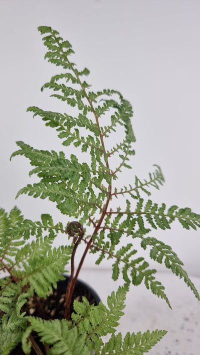 Athyrium 'Ghost' - Hybrid Fern Root'd Plants 