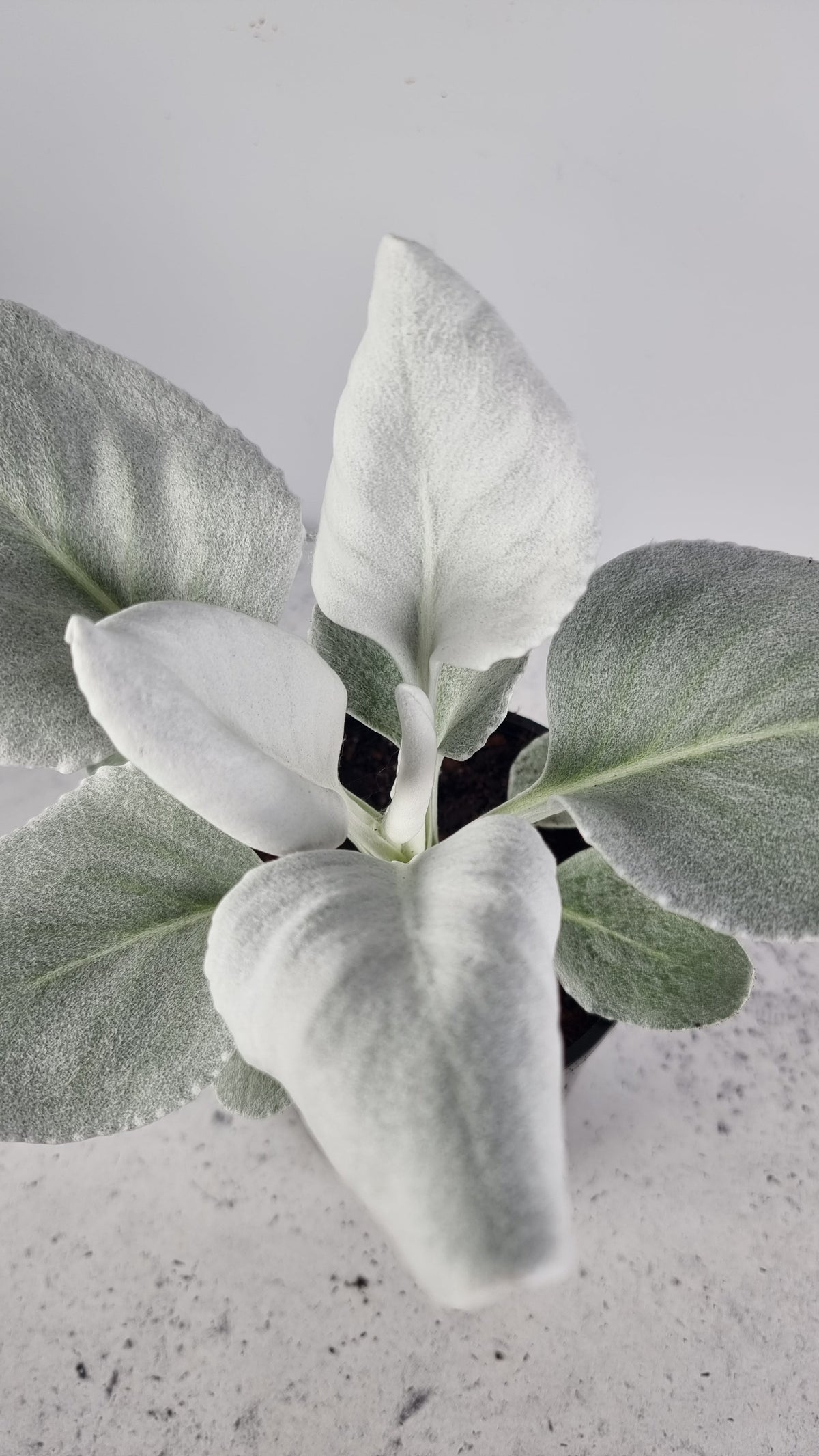 Senecio candicans 'Angel Wings' Root'd Plants 