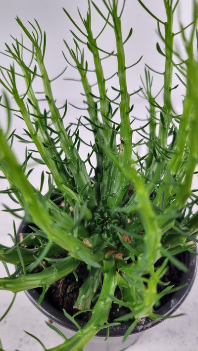 Euphorbia caput-medusae - Medusa's Head Root'd Plants 