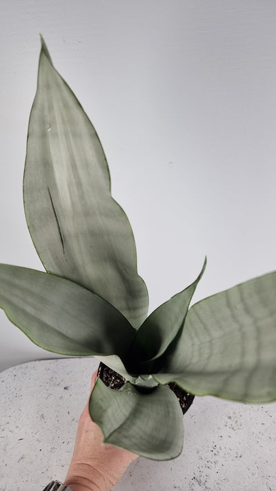 Dracaena trifasciata (prev Sansieveria) 'Moonshine' - Mother In Law Tongue Root'd Plants 