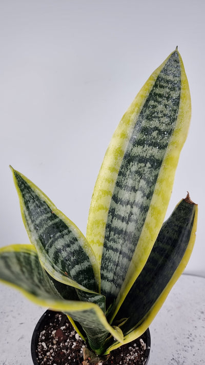 Dracaena trifasciata (prev Sansieveria) 'Laurentii' - Mother In Law Tongue Root'd Plants 