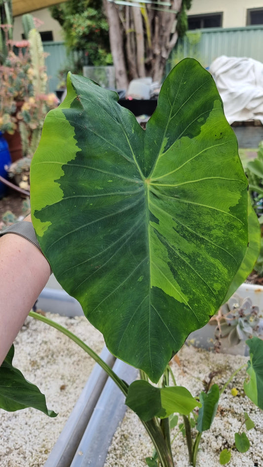 Colocasia esculenta 'Lime Aid' - Taro Plant Root'd Plants 