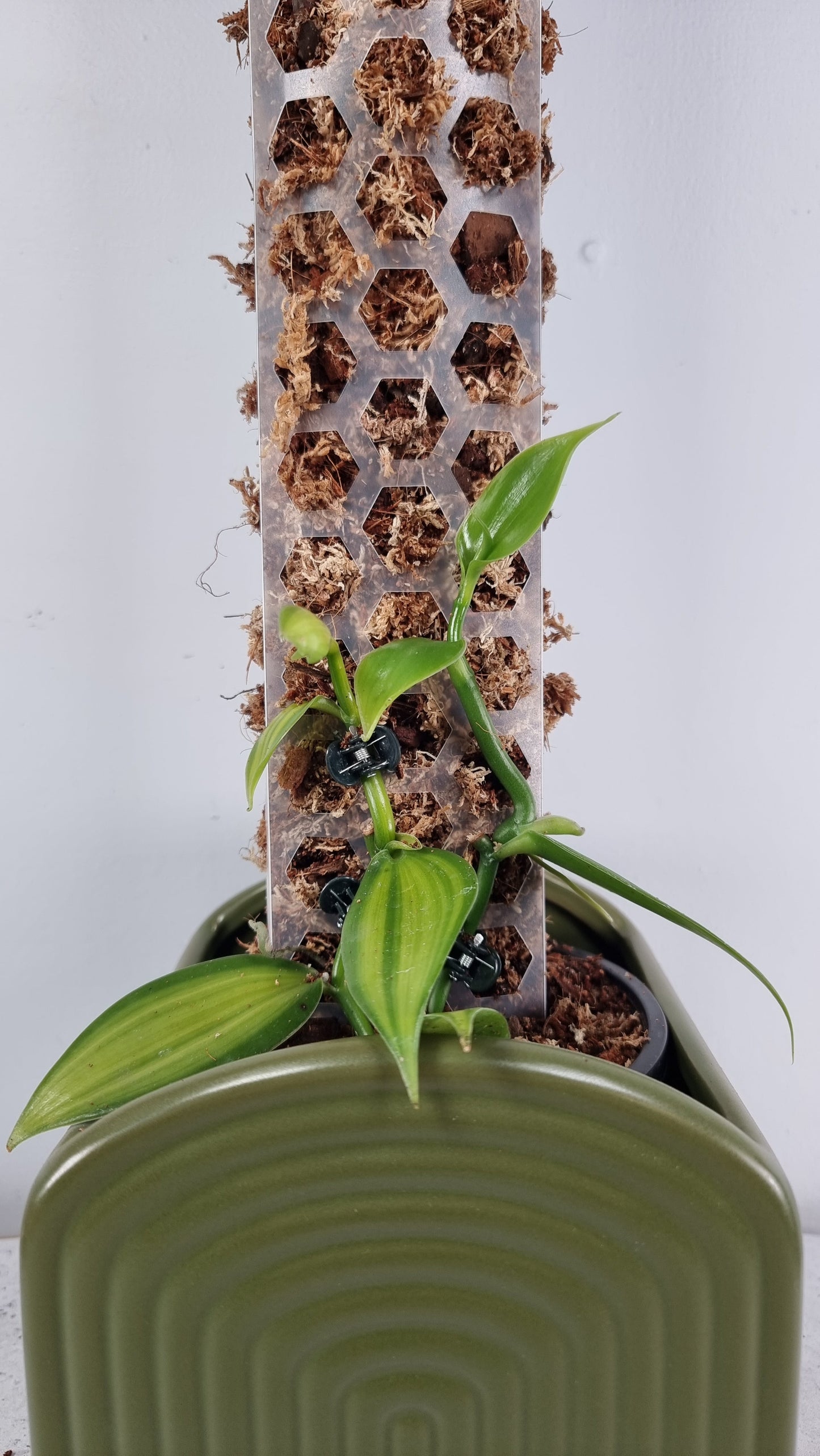 Vanilla planifolia variegata - Variegated Vanilla Orchid Root'd Plants 