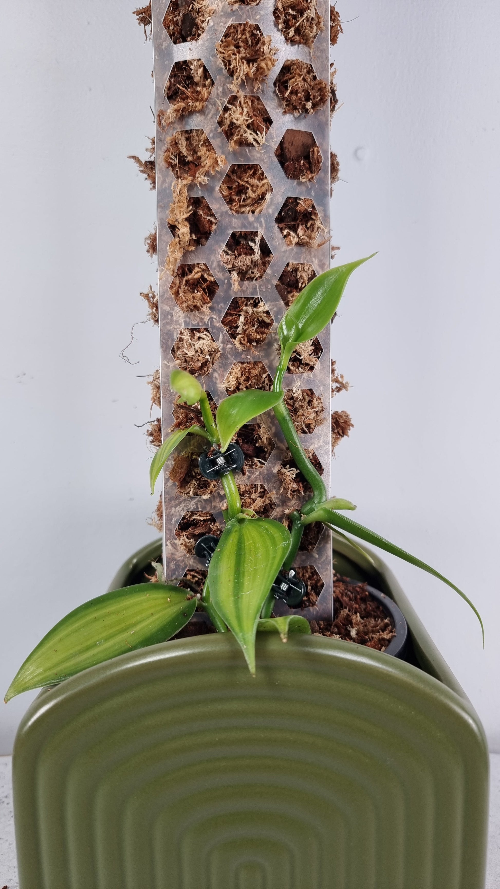 Vanilla planifolia variegata - Variegated Vanilla Orchid Root'd Plants 