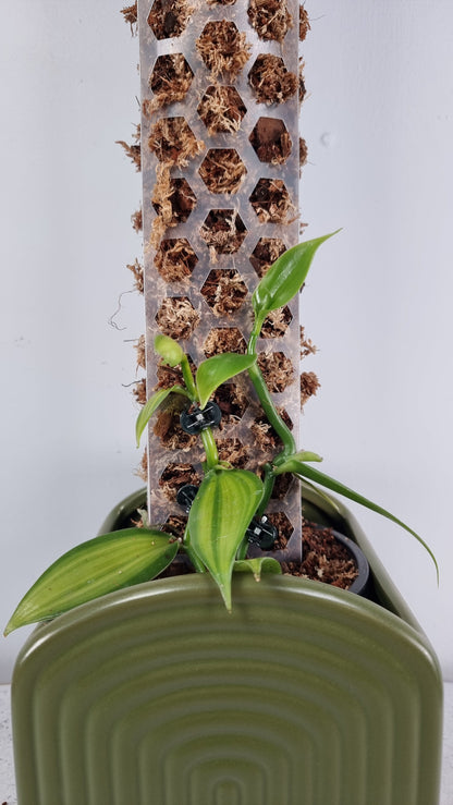Vanilla planifolia variegata - Variegated Vanilla Orchid Root'd Plants 