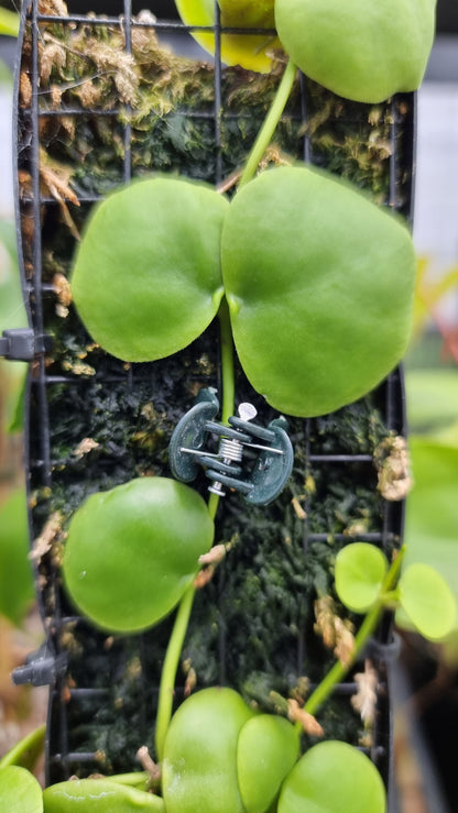 Plastic Garden Clips - Perfect for totems and trellises Home & Garden Root'd Plants 