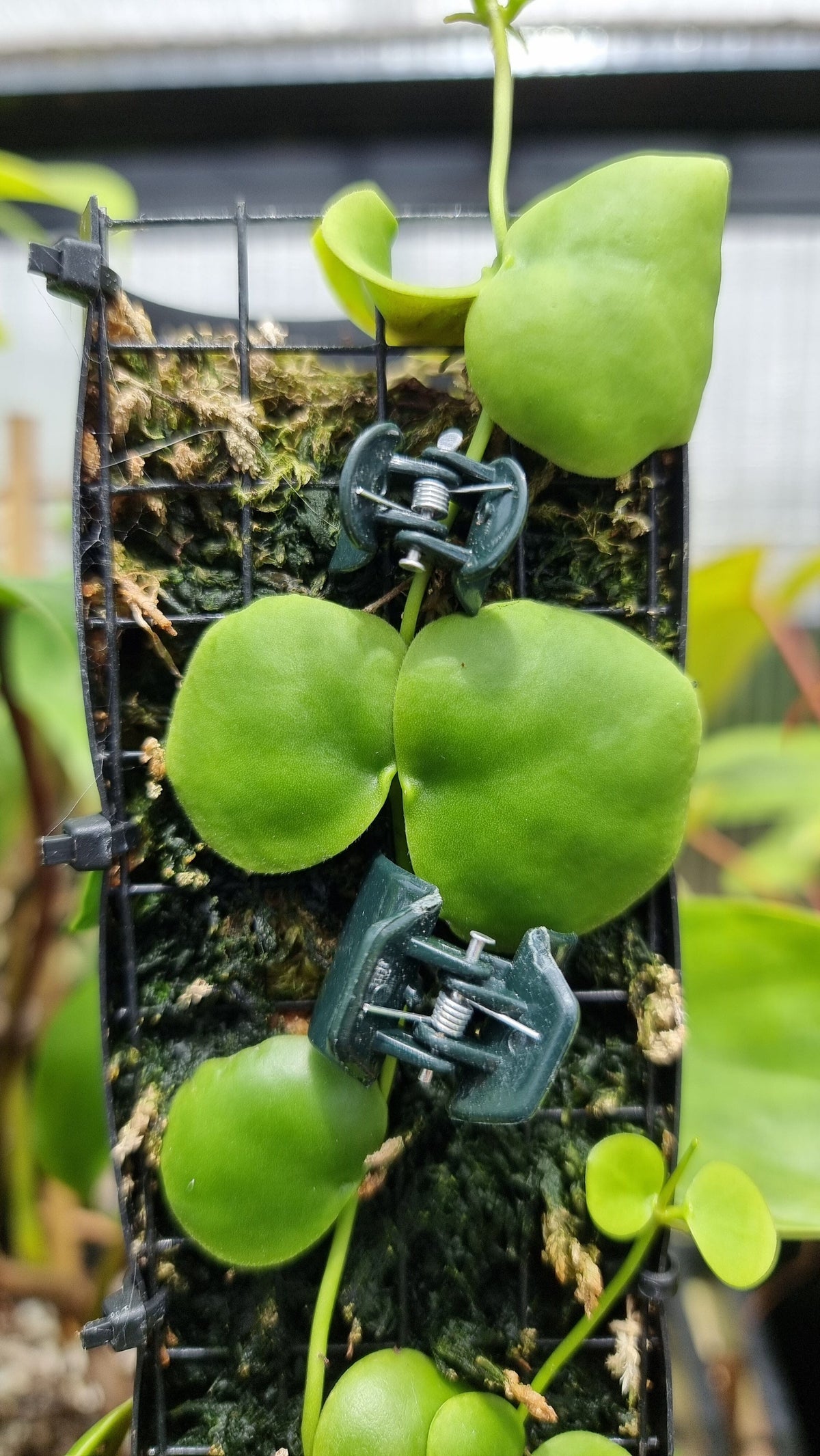 Plastic Garden Clips - Perfect for totems and trellises Home & Garden Root'd Plants 