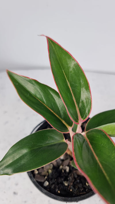 Aglaonema commutatum ‘Siam Aurora’ - Chinese Evergreen Root'd Plants 