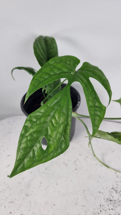 Amydrium medium (Green Form) - Spiderman Monstera Root'd Plants 