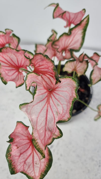 Caladium bicolour 'Pink Ruffles' Root'd Plants 