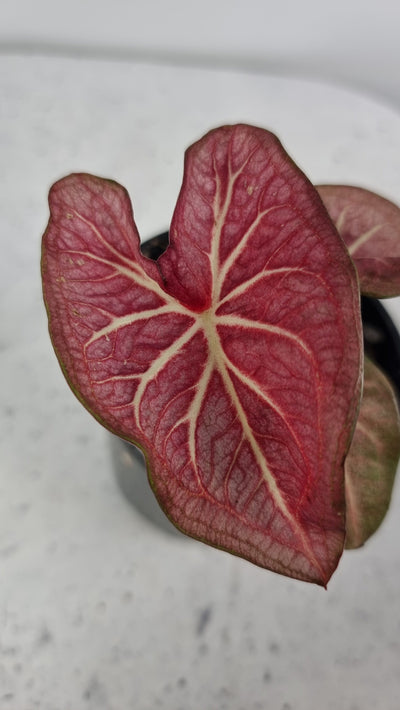 Caladium 'Red w/ White Vein' Root'd Plants 