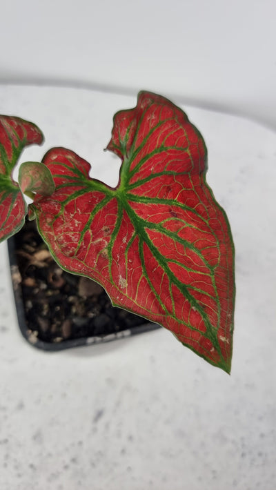 Caladium 'Red w/ Green Vein' Root'd Plants 