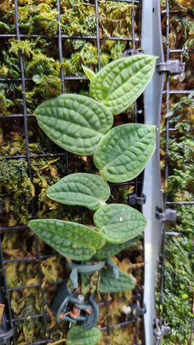Rhaphidophora versteegii (syn. Piper clypeatum) - Velvet NOID Shingler Root'd Plants 