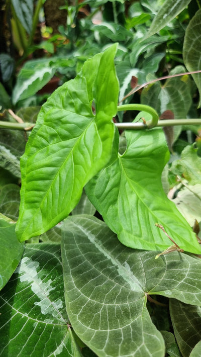 Syngonium steyermarkii - Arrowhead Plant Root'd Plants 