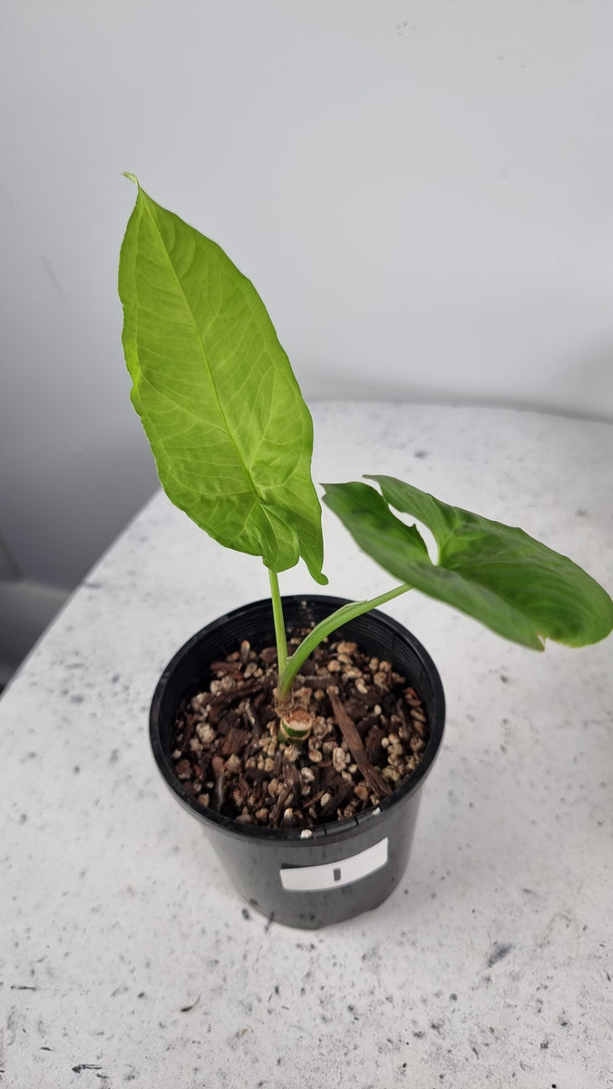 Syngonium steyermarkii - Arrowhead Plant