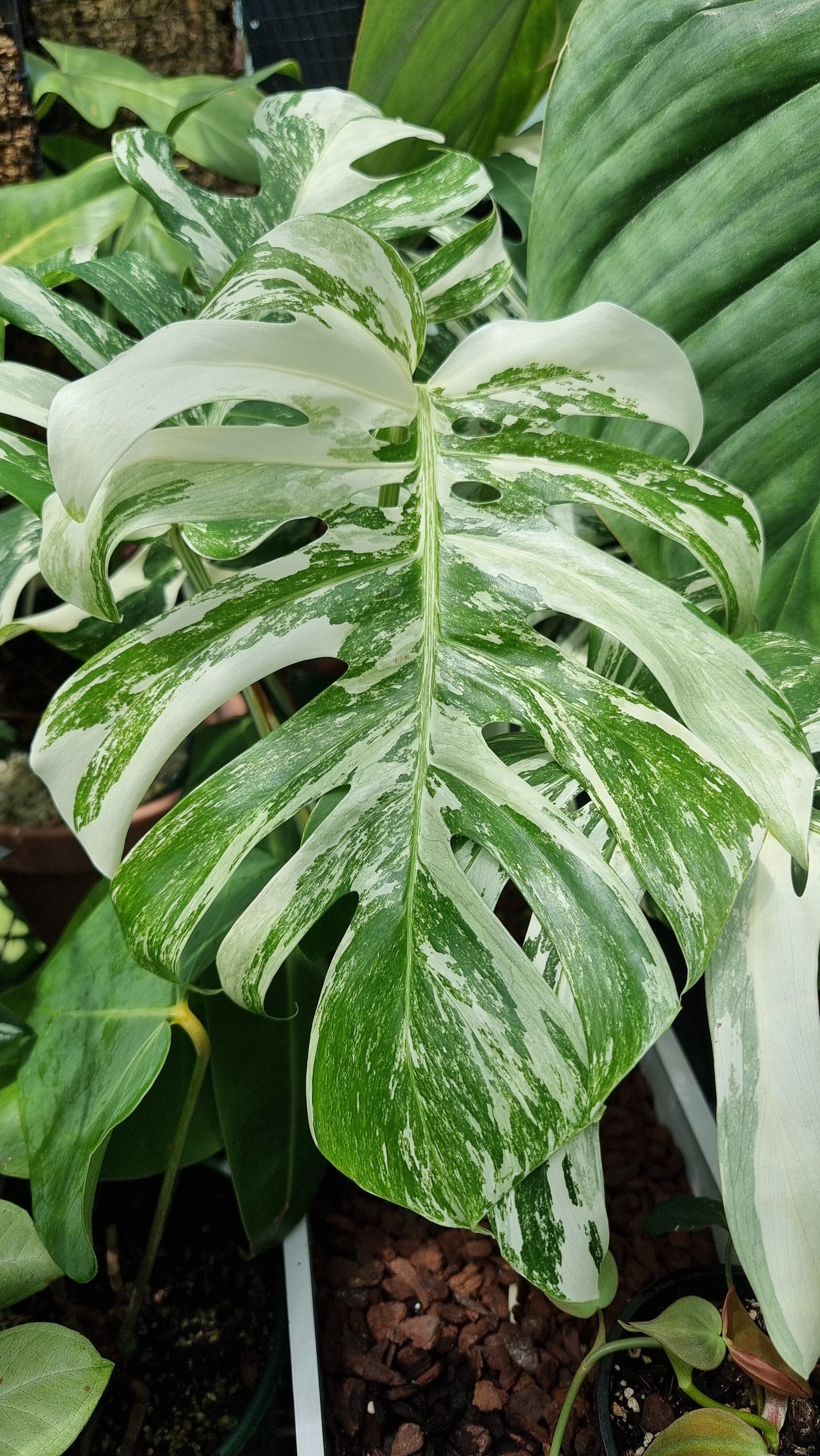 Monstera deliciosa borsigiana variegata - Variegated Fruit Salad Plant Root'd Plants 