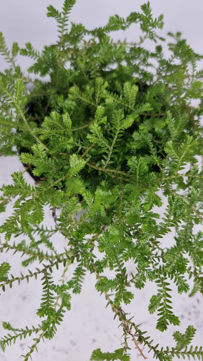 Selaginella kraussiana - Krauss' Spike Moss Plants Root'd Plants 