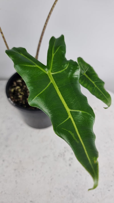 Alocasia hybrid 'Sarian' Root'd Plants 