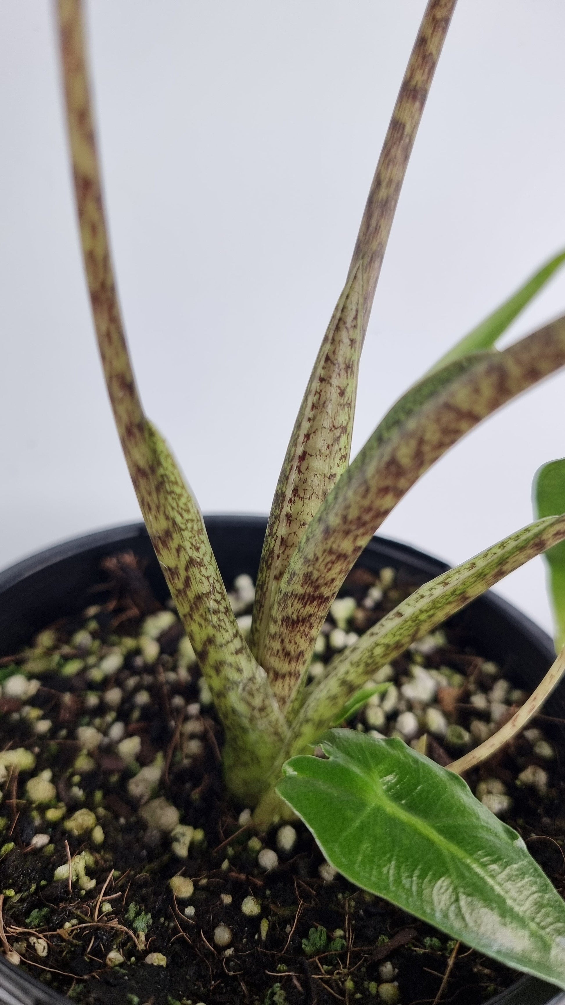 Alocasia hybrid 'Sarian' Root'd Plants 