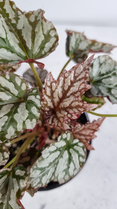 Begonia HOLIDAY™ 'Jolly Holly' Root'd Plants 