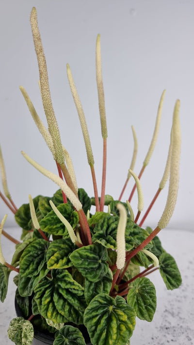 Peperomia caperata - Green Ripple Plant Root'd Plants 