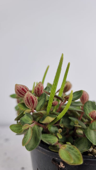 Peperomia caespitosa 'Xanadu' Root'd Plants 