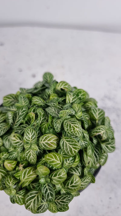 Fittonia 'White Angel' - Nerve Plant Root'd Plants 
