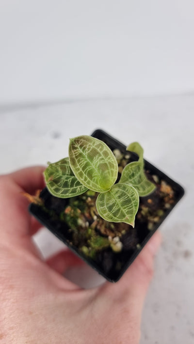 Macodes petola - Lightening Strike Jewel Orchid Root'd Plants 