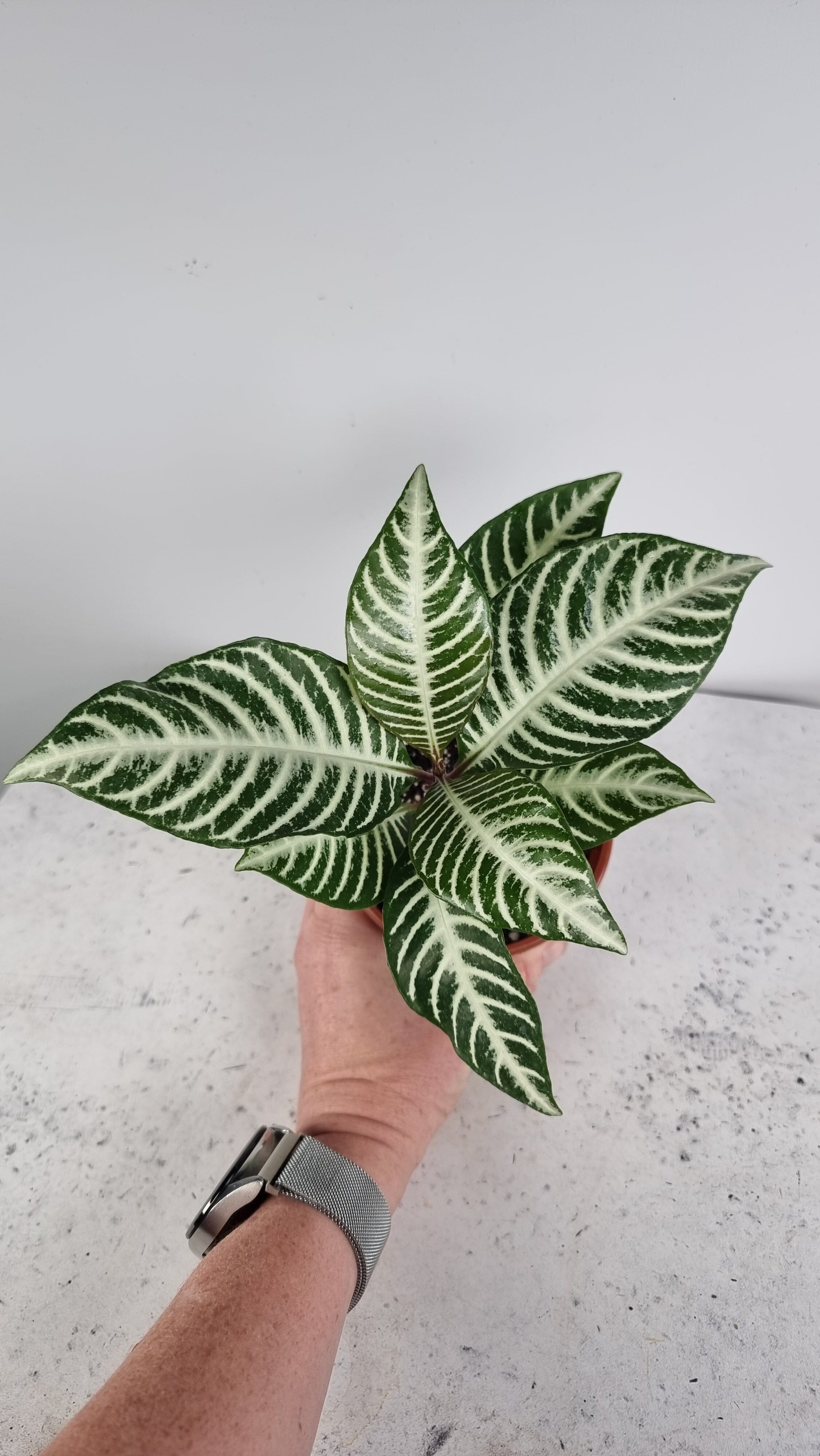 Aphelandra squarrosa - Zebra Plant Root'd Plants 