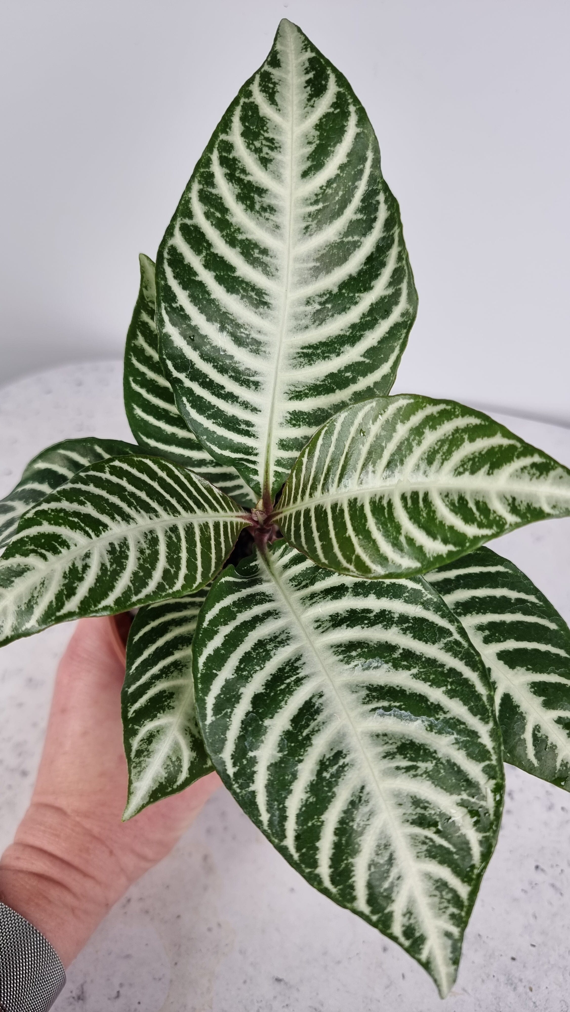 Aphelandra squarrosa - Zebra Plant Root'd Plants 