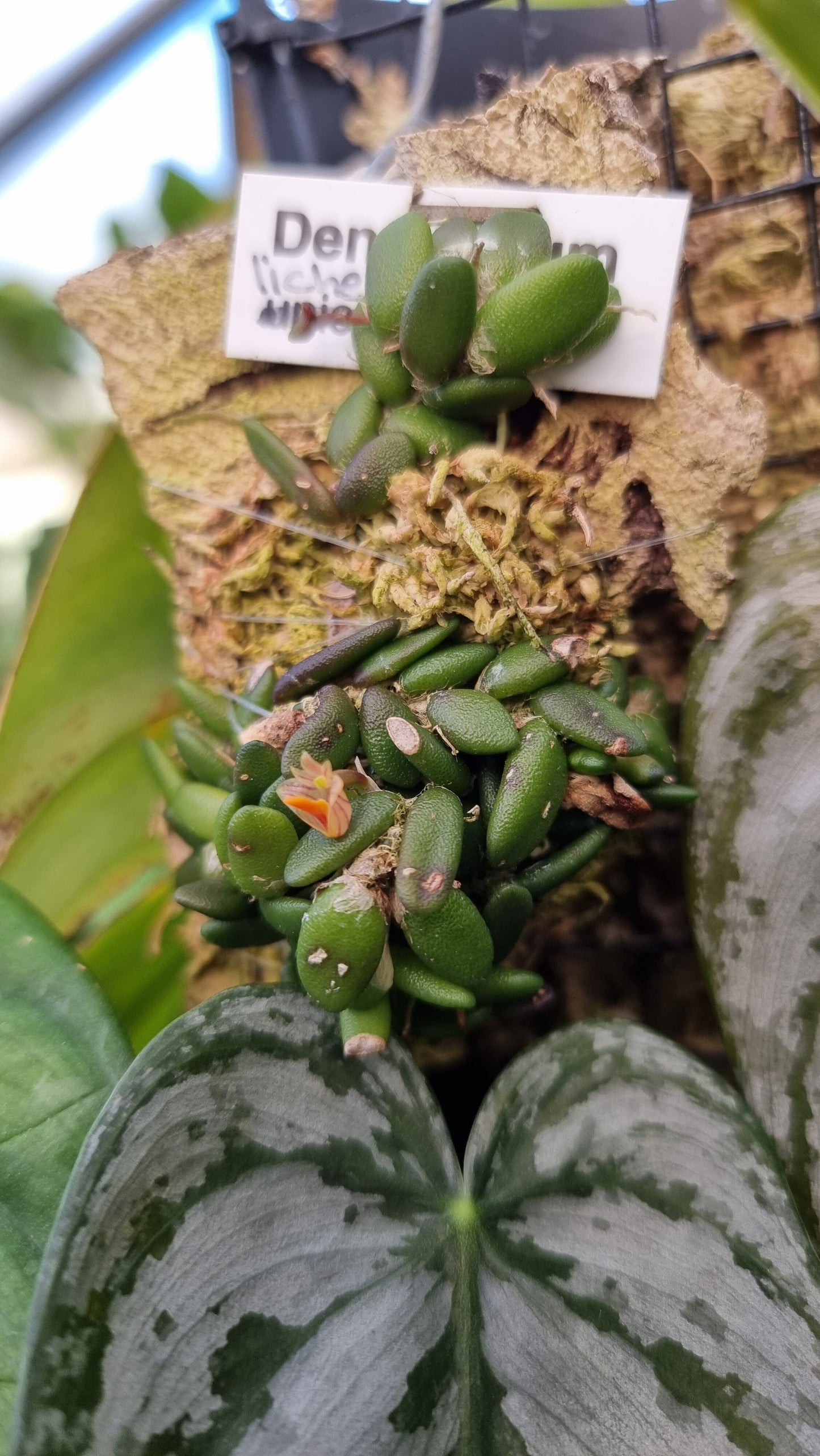 Dendrobium lichenastrum - Common Button Orchid Root'd Plants 