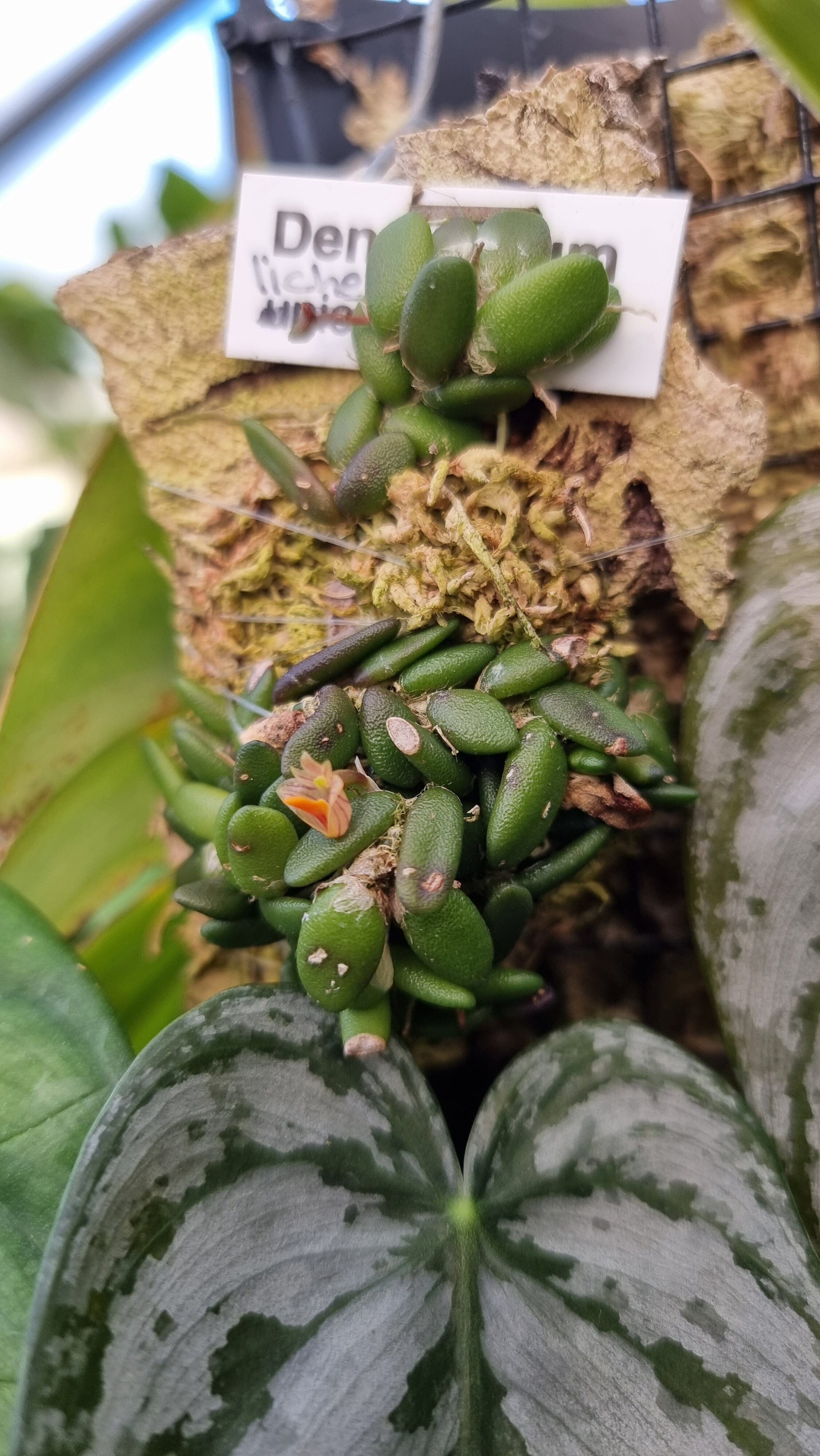 Dendrobium lichenastrum - Common Button Orchid Root'd Plants 